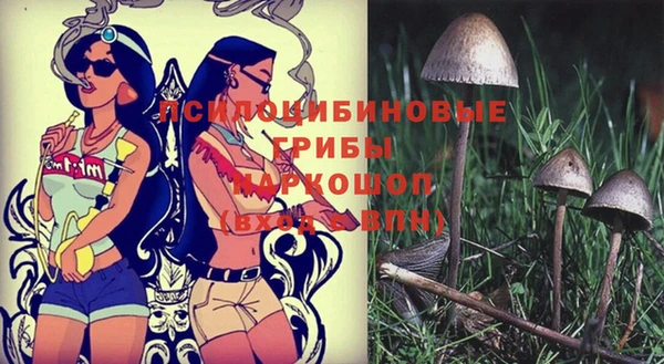 прущие грибы Магадан